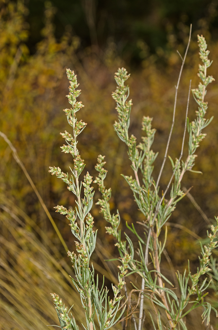 Image of Artemisia commutata specimen.