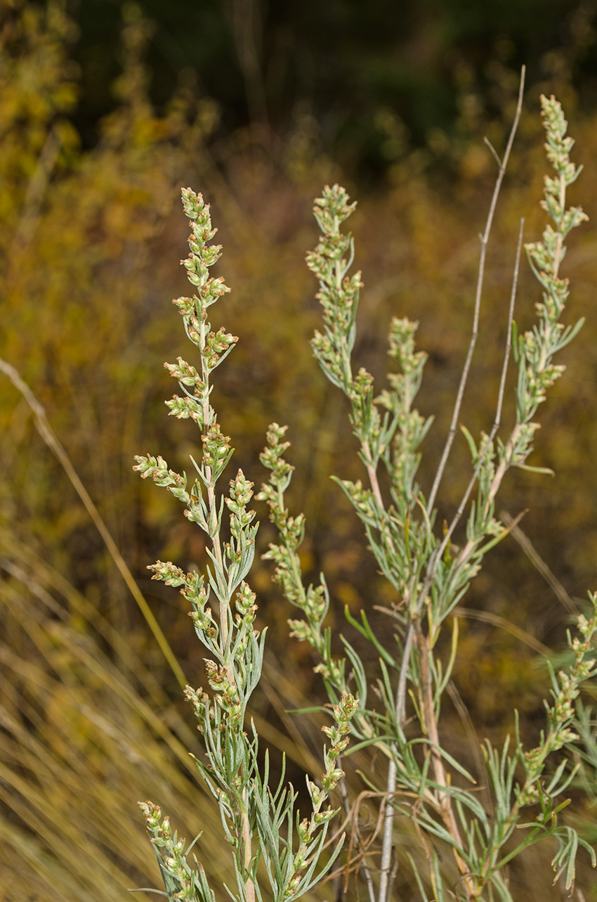 Изображение особи Artemisia commutata.