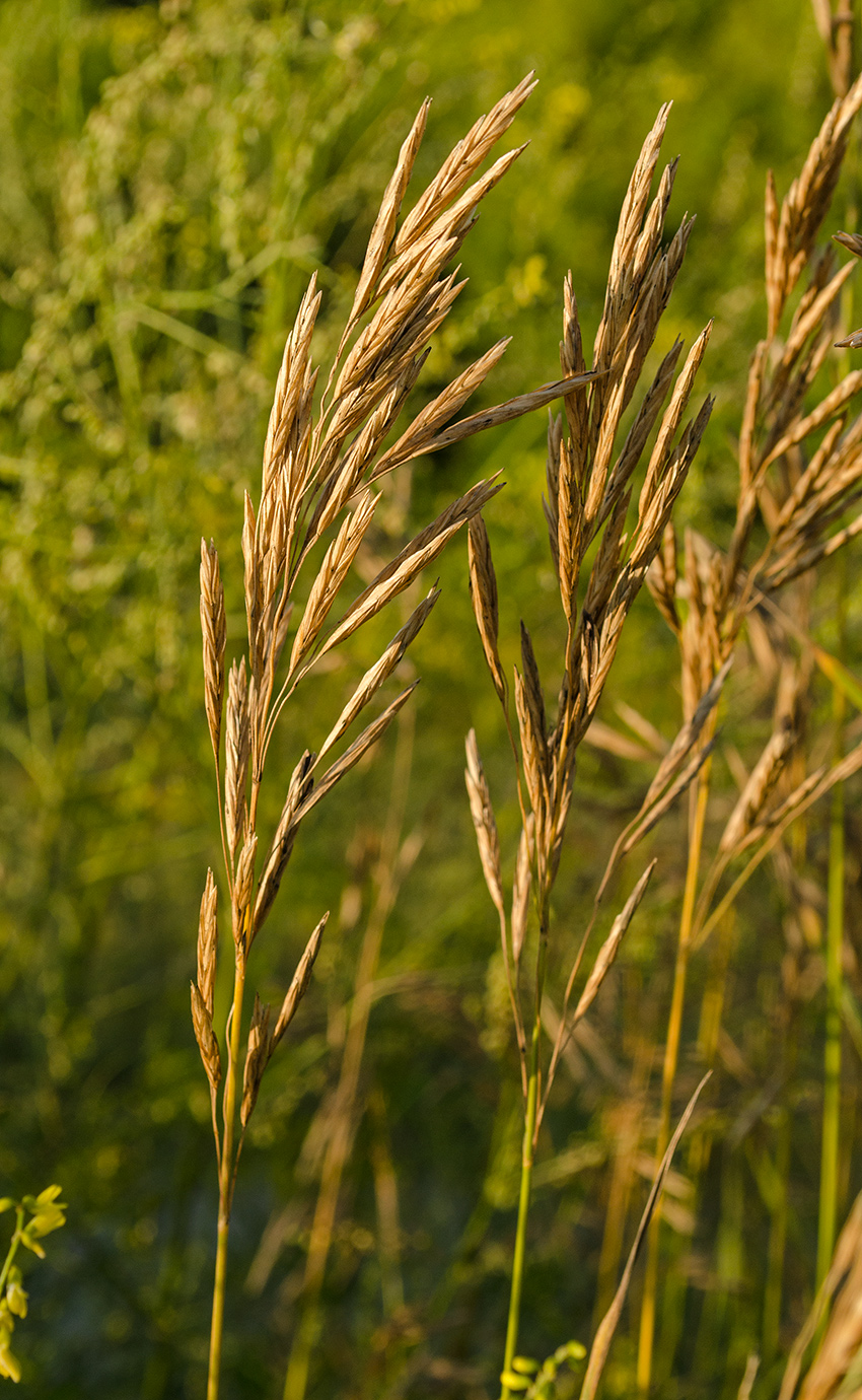 Изображение особи Bromopsis inermis.