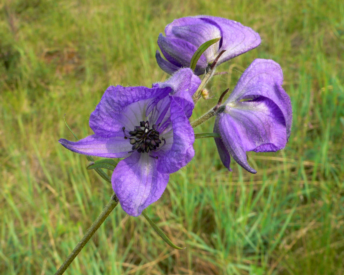 Изображение особи Aconitum delphiniifolium.