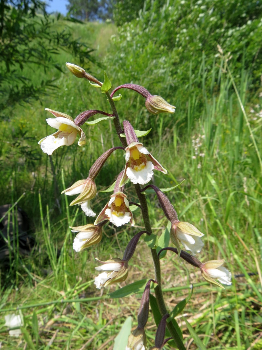 Изображение особи Epipactis palustris.