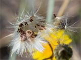 Sonchus humilis