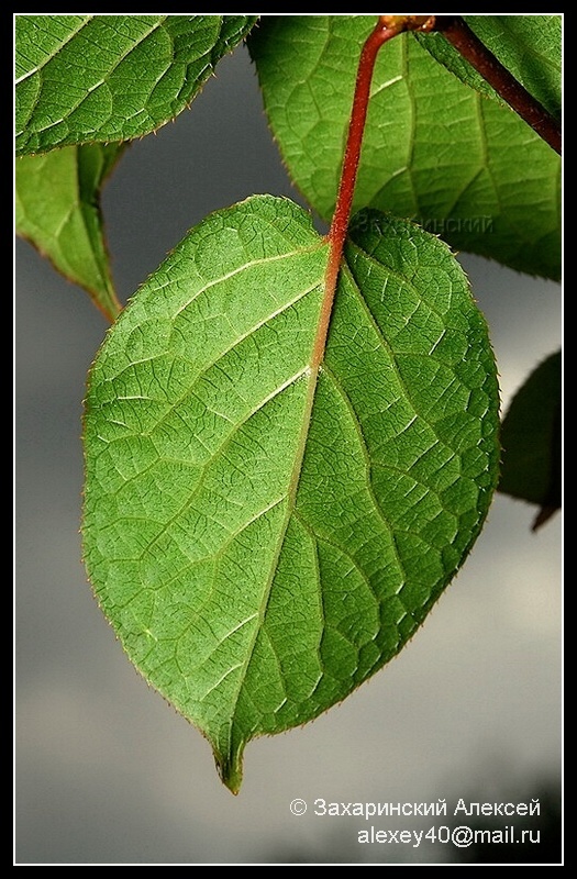 Image of Actinidia kolomikta specimen.