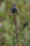 Luzula multiflora ssp. sibirica