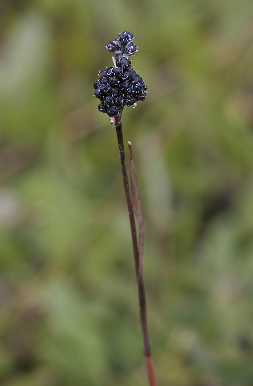 Image of Luzula multiflora ssp. sibirica specimen.