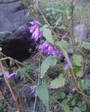 Campanula rapunculoides