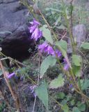 Campanula rapunculoides. Средняя часть цветущего растения. Грузия, край Самцхе-Джавахети, Аспиндзский муниципалитет, урочище Тавкветула, правый берег р. Кура, скальный цирк в обрыве Ахалкалакского нагорья. 13.10.2018.