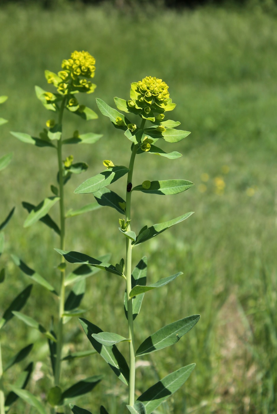 Изображение особи род Euphorbia.