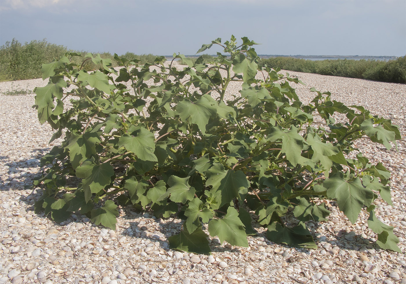 Image of Xanthium orientale specimen.