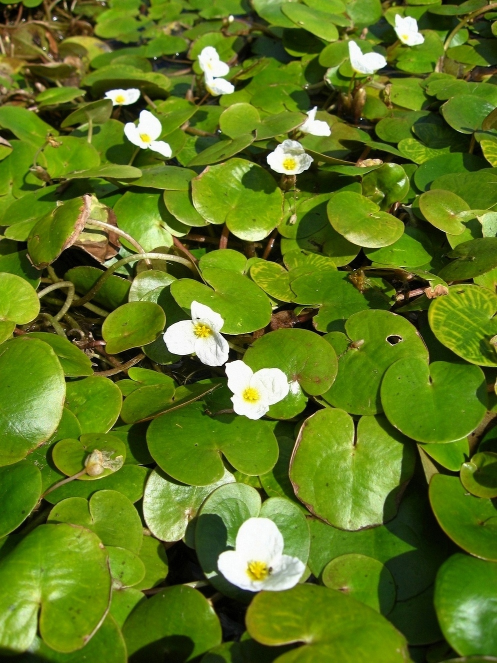 Image of Hydrocharis morsus-ranae specimen.