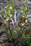 Pedicularis lapponica