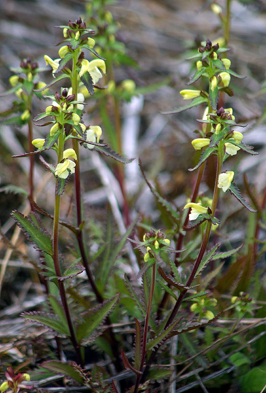 Image of Pedicularis lapponica specimen.