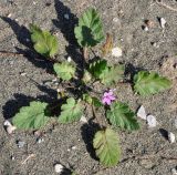 Erodium botrys