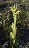 Ophrys fusca