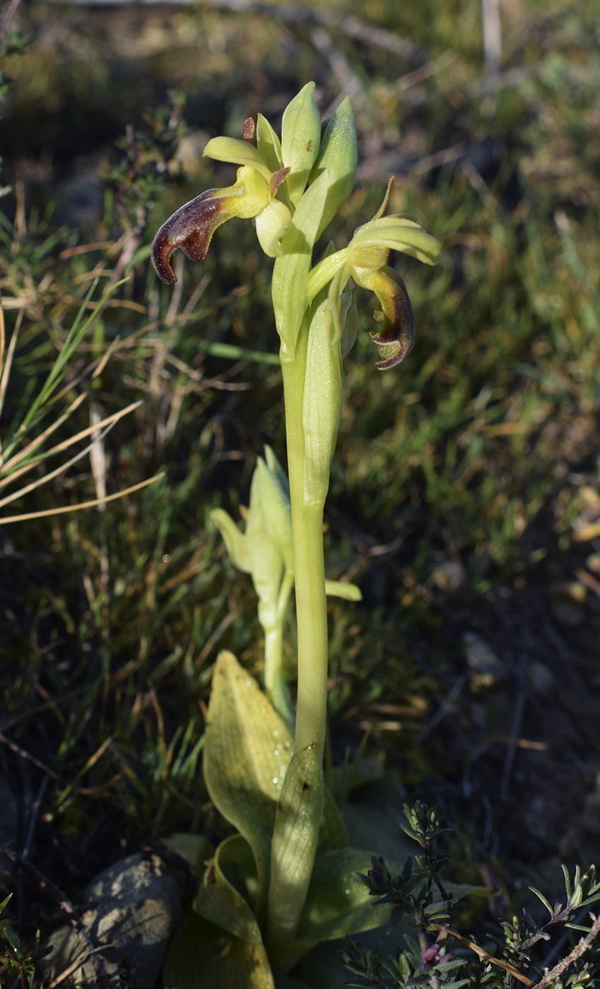 Image of Ophrys fusca specimen.