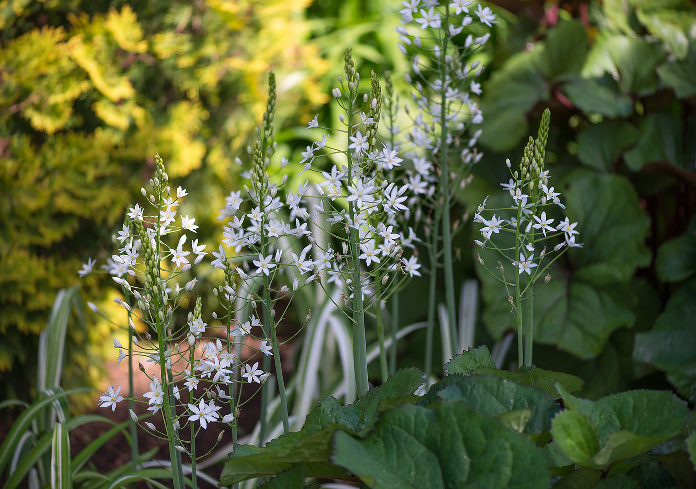 Image of genus Ornithogalum specimen.