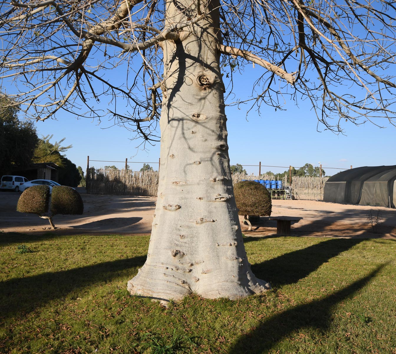 Image of Adansonia digitata specimen.