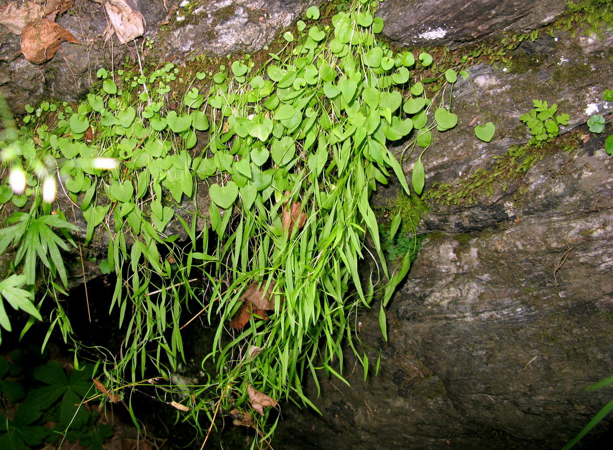 Image of Campanula rotundifolia specimen.