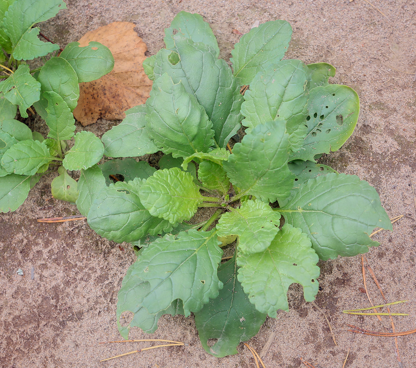 Изображение особи Senecio jacobaea.