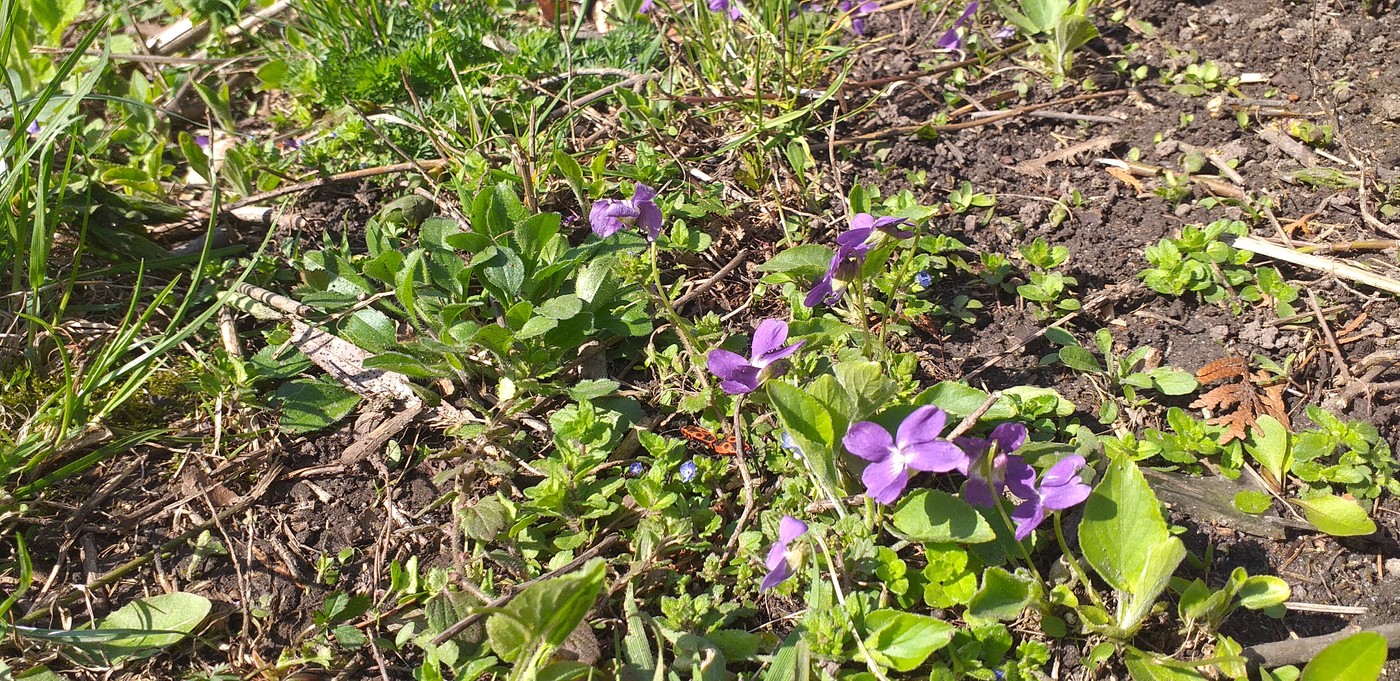 Image of Viola hirta specimen.