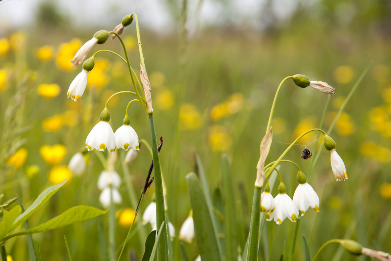 Изображение особи Leucojum aestivum.