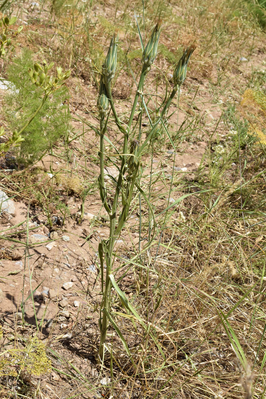 Изображение особи Scorzonera tragopogonoides.