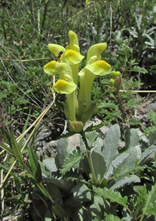 Image of genus Scutellaria specimen.