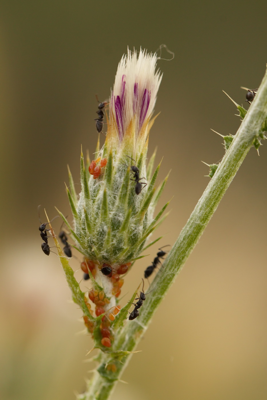 Image of Carduus cinereus specimen.