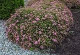 Spiraea japonica