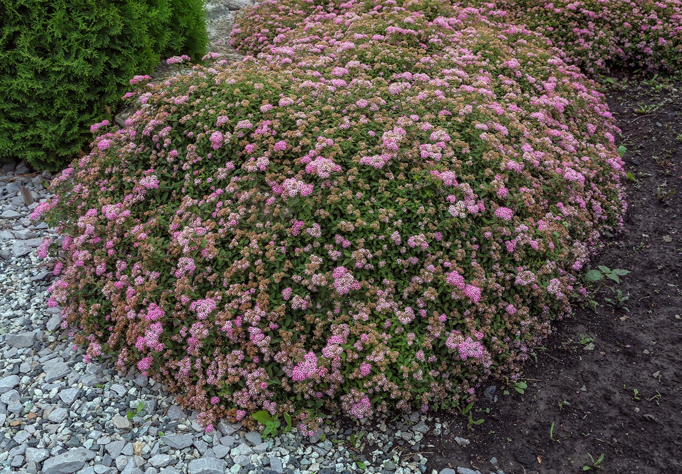 Image of Spiraea japonica specimen.