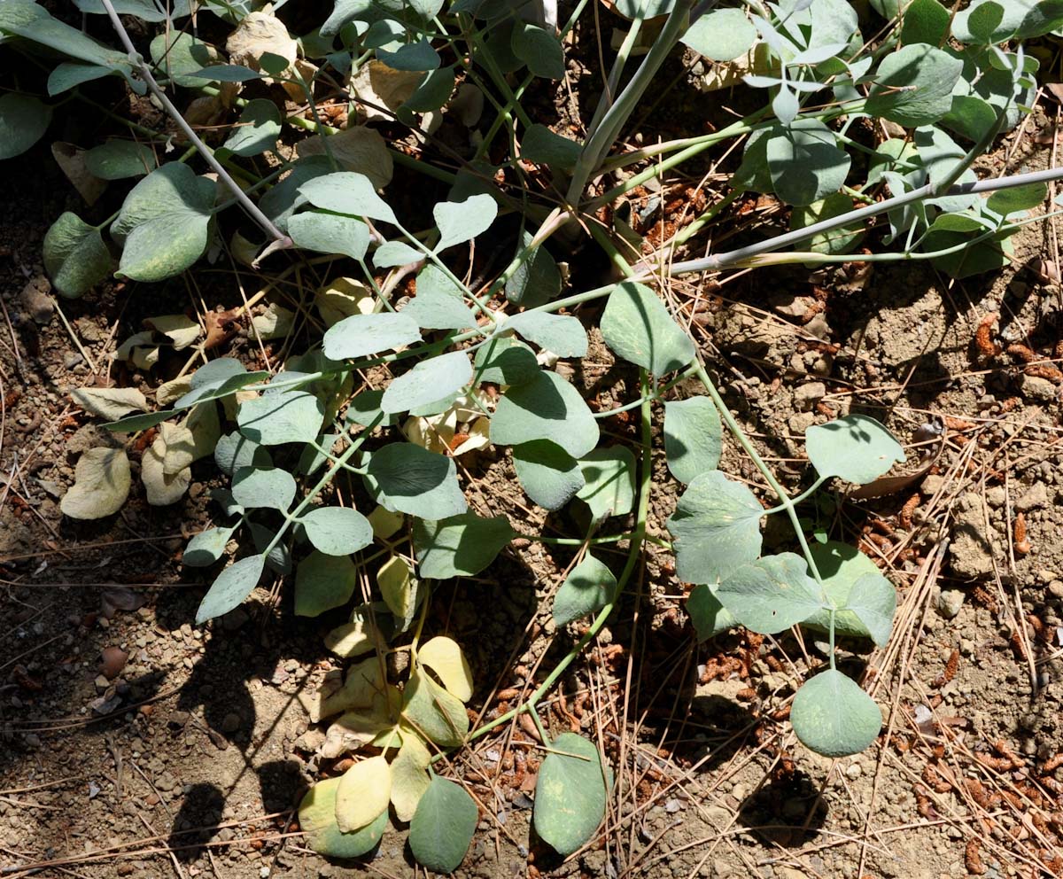 Image of Glaucosciadium cordifolium specimen.