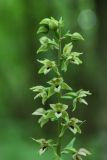 Epipactis helleborine. Верхушка соцветия. Санкт-Петербург, Дудергофские высоты, широколиственный лес. 17.07.2010.