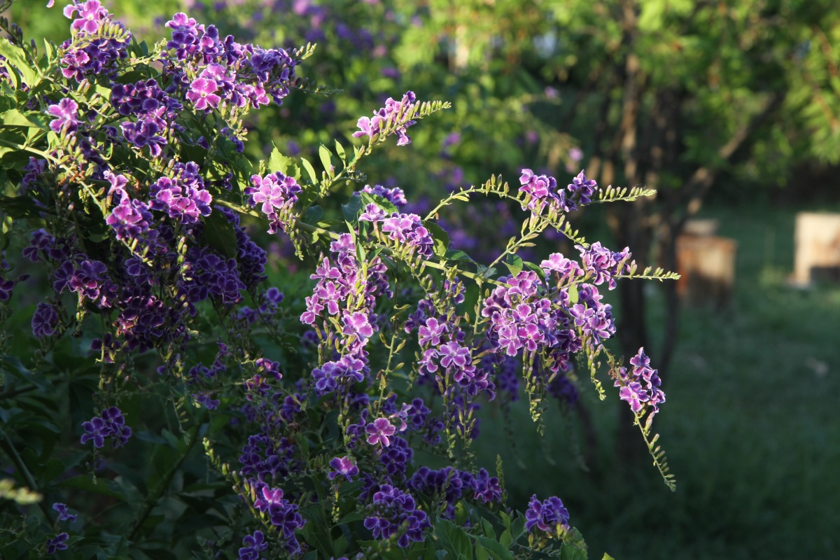 Image of Duranta erecta specimen.