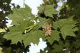 Acer platanoides. Верхушка ветви с листьями и незрелыми плодами. Чуть правее центра снимка опавшее соплодие и засохшие листья граба. Узбекистан, г. Ташкент, Ботанический сад им. Ф.Н. Русанова. 30.08.2019.