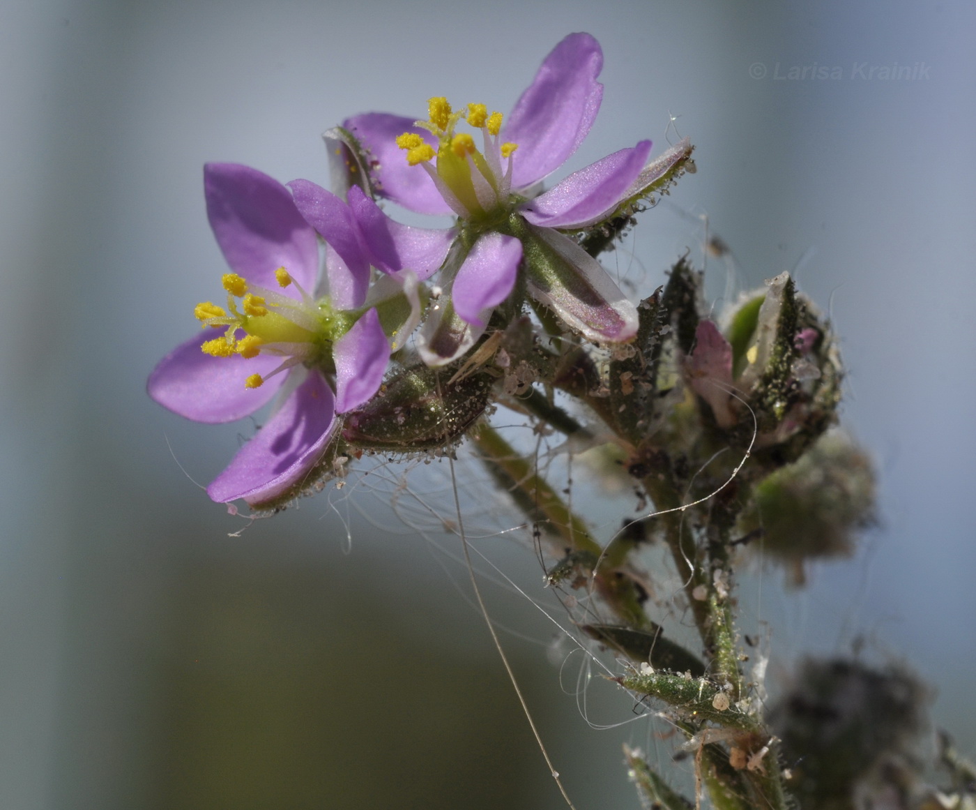 Image of Spergularia rubra specimen.