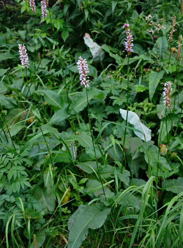 Image of Bistorta officinalis specimen.