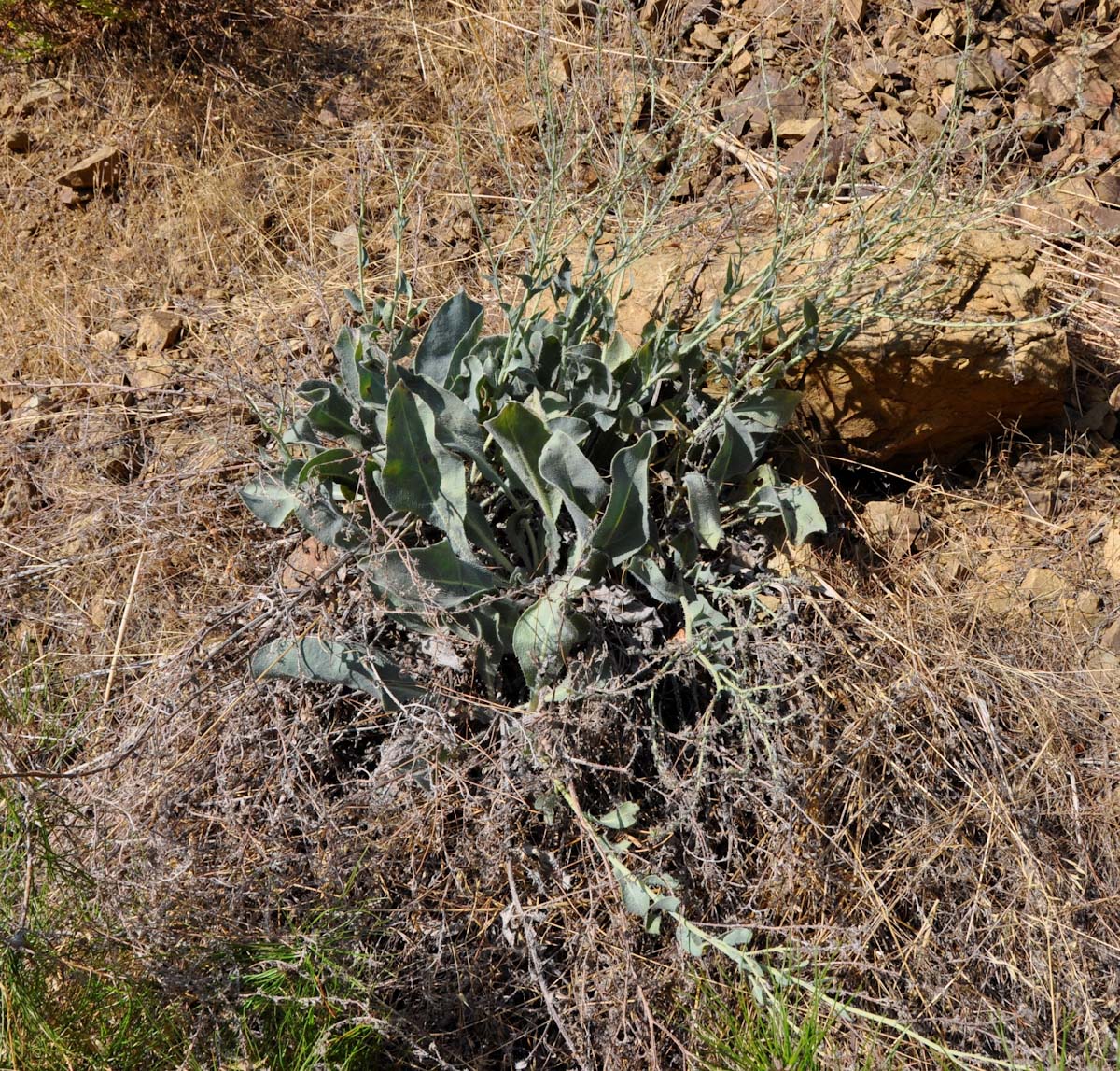 Изображение особи Anchusa strigosa.