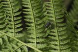 Athyrium filix-femina