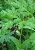 Fritillaria camschatcensis. Завязавшийся плод. Камчатский край, Елизовский район, природный парк \"Вулканы Камчатки\", кордон Центральный, разнотравный сухой луг, вблизи от \"Медвежьей тундры\". 21.07.2010.
