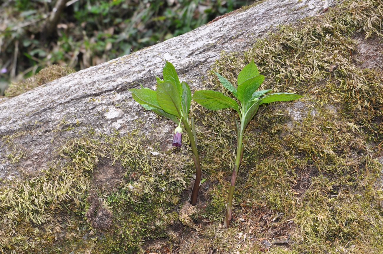 Image of Scopolia caucasica specimen.