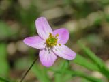 Anemone caerulea