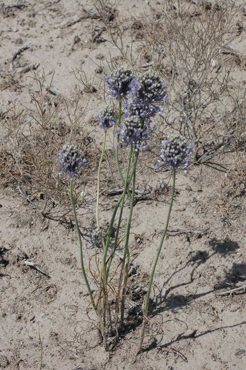 Image of Allium caesium specimen.