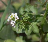 Nasturtium officinale. Часть веточки с соцветием и созревающим плодом. Перу, г. Лима, ботанический сад Национального Аграрного университета. 07.10.2019.