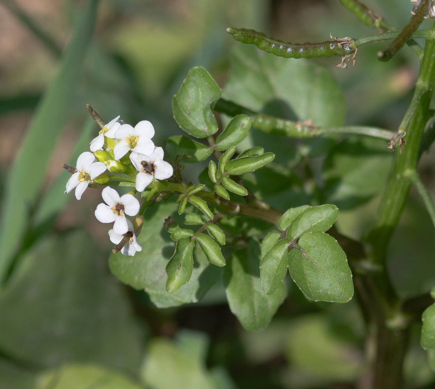 Изображение особи Nasturtium officinale.