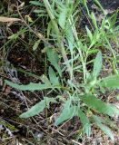 Centaurea borysthenica