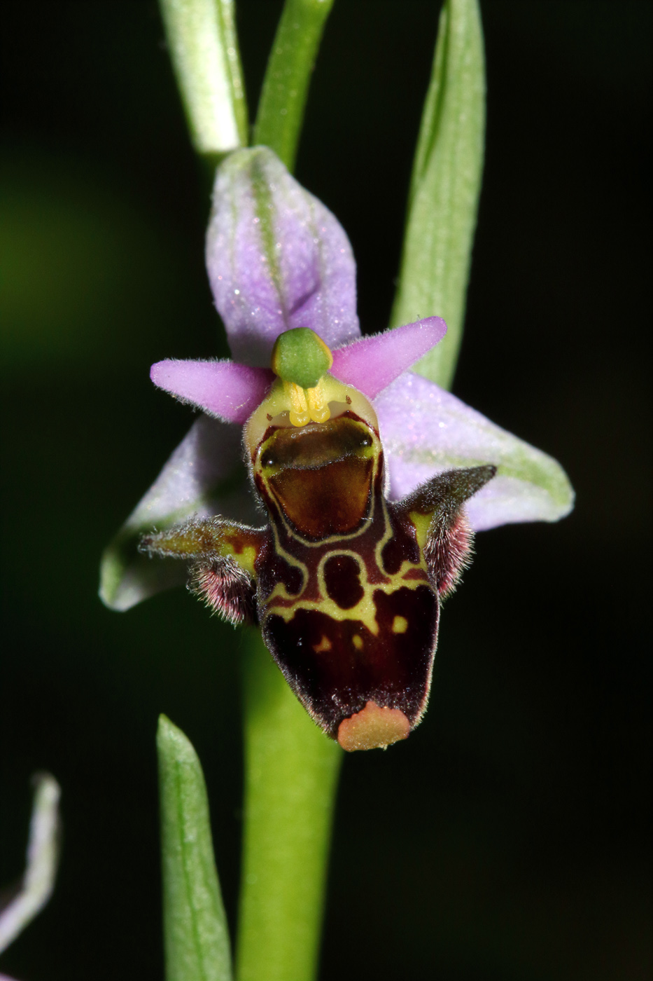 Изображение особи Ophrys oestrifera.