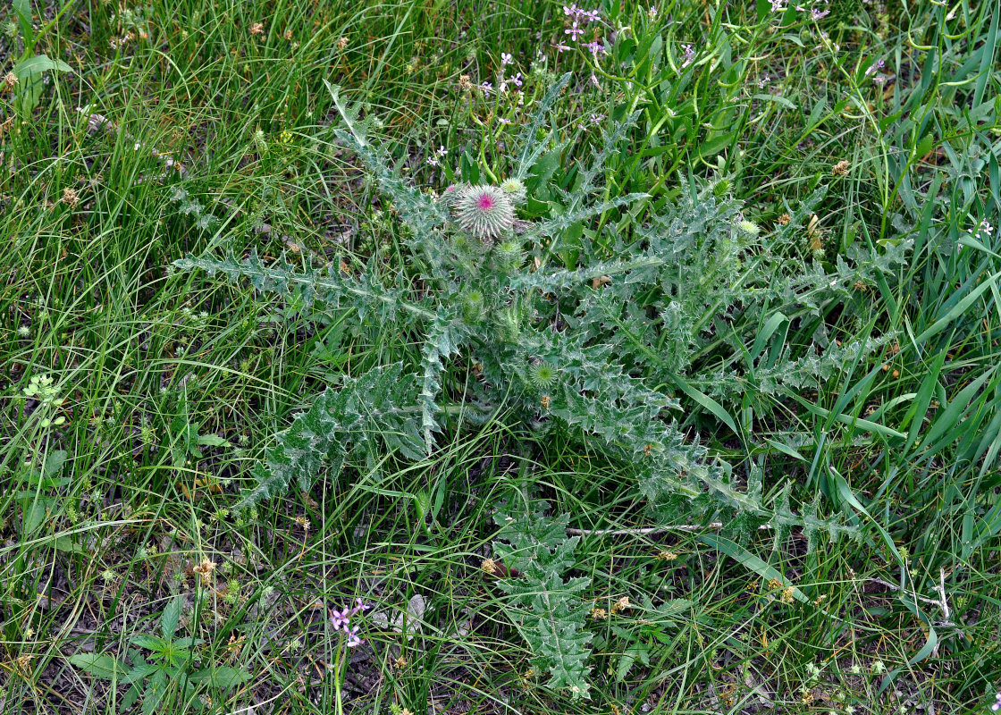 Image of Carduus uncinatus specimen.