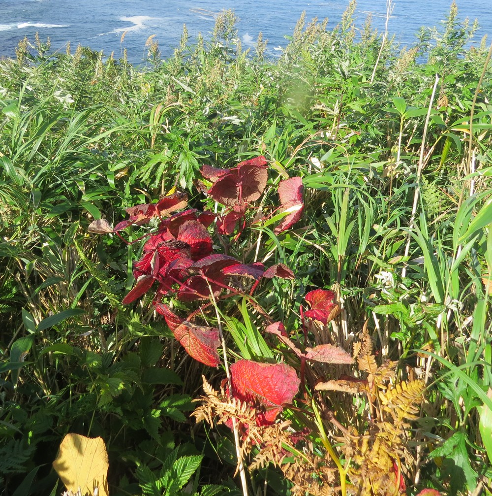 Image of Vitis coignetiae specimen.