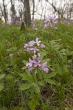 Cardamine quinquefolia. Цветущее растение. Крым, Бахчисарайский р-н, лиственный лес на левом берегу р. Сары-Узень. Начало мая 2010 г.