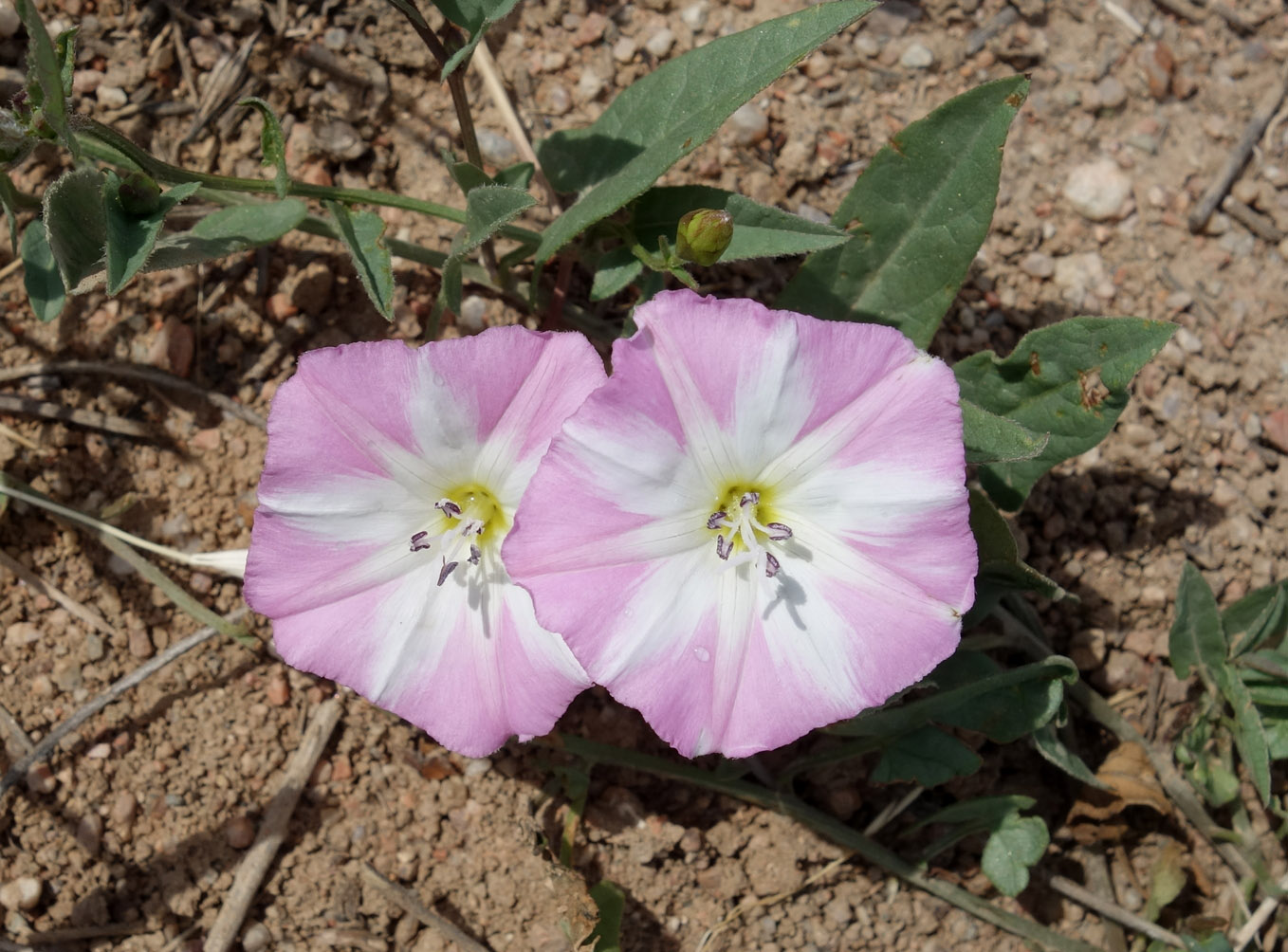 Изображение особи Convolvulus arvensis.